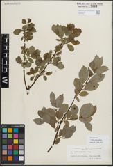 Foto von Salix myrsinifolia Salisb.